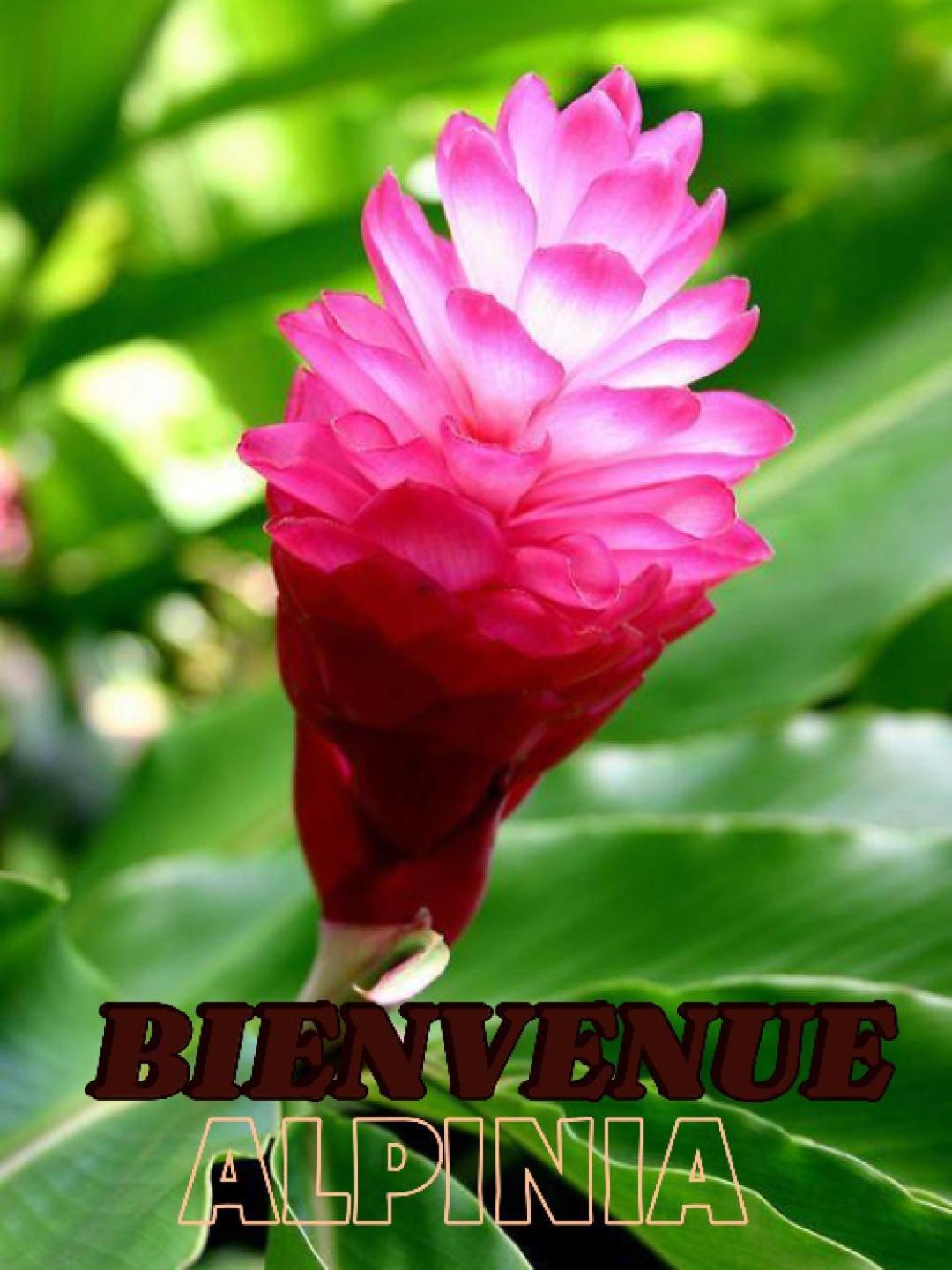 Alpinia Διαμέρισμα Sainte-Anne Εξωτερικό φωτογραφία